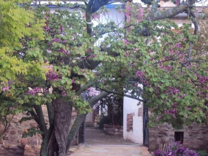 Casa Rural Los Lilos Gotor 外观 照片